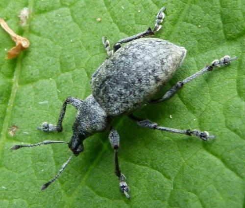 Réf. 263 744 : Liophloeus tessulatus